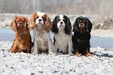 CAVALIER KING CHARLES 209